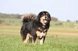 DOGUE DU TIBET 649